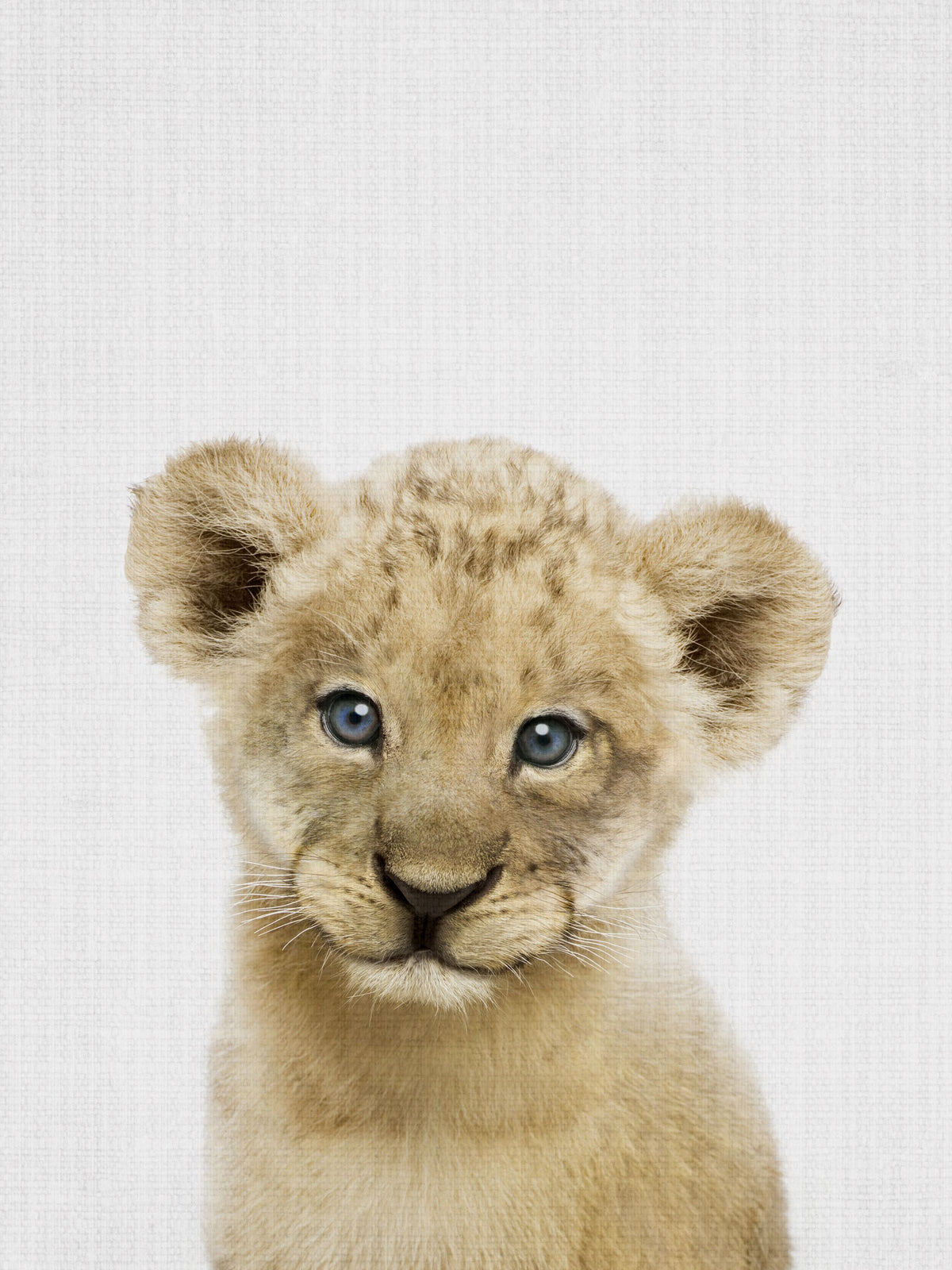Peekaboo Baby Lion Mural Wallpaper - pure wallpaper artwork