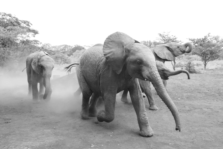 Elephant Race BW Mural Wallpaper