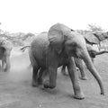 Elephant Race BW Mural Wallpaper - pure wallpaper artwork
