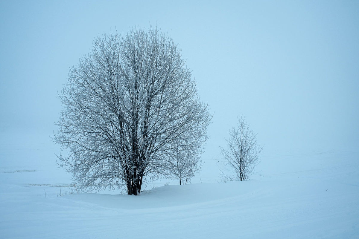 Snowy Trees Mural Wallpaper - pure wallpaper artwork