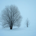 Snowy Trees Mural Wallpaper - pure wallpaper artwork