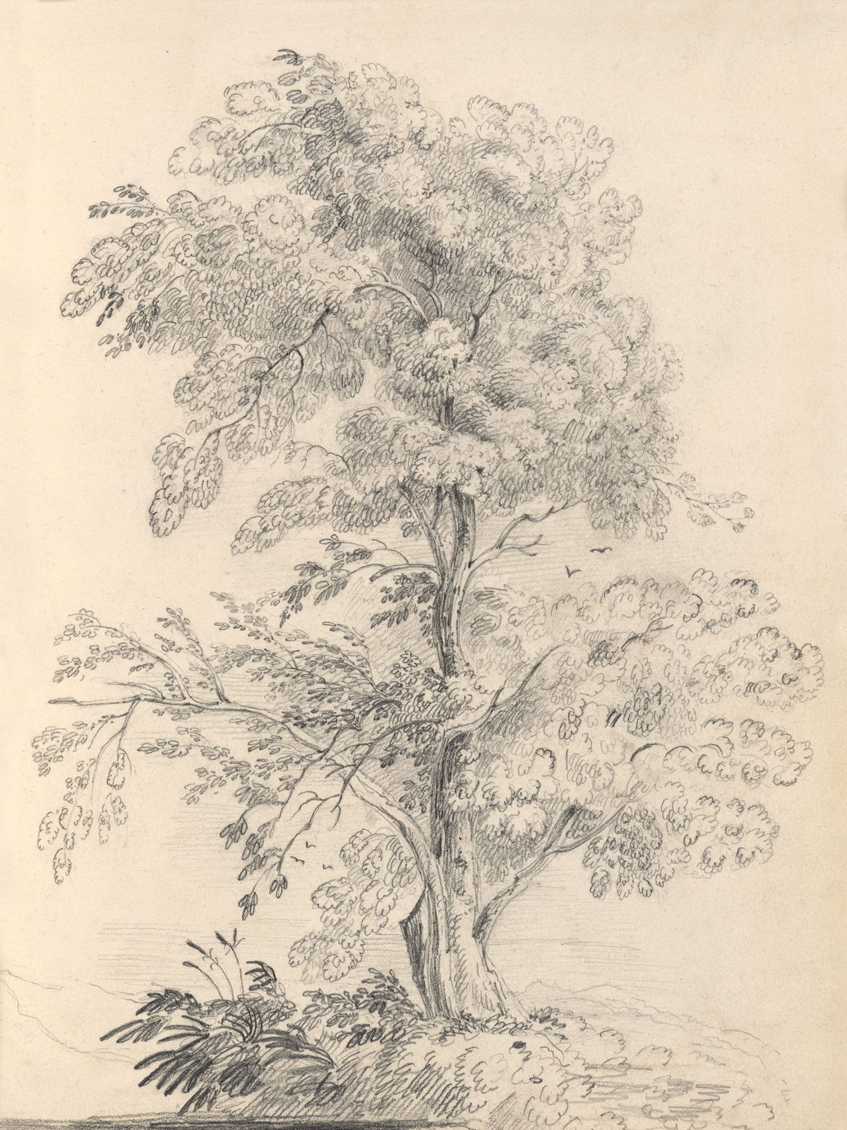 Tree Sketch Mural Wallpaper - pure wallpaper artwork