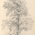 Tree Sketch Mural Wallpaper - pure wallpaper artwork