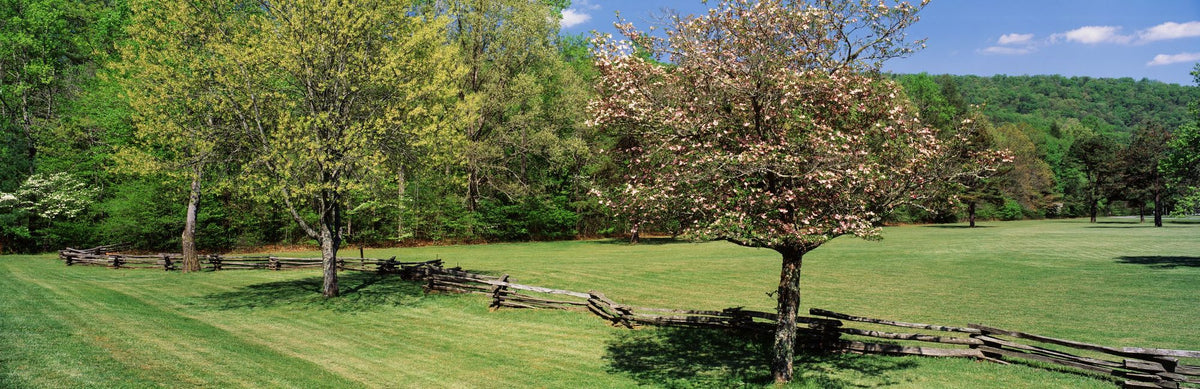 Pisgah National Forest Mural Wallpaper - pure wallpaper artwork