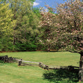 Pisgah National Forest Mural Wallpaper - pure wallpaper artwork