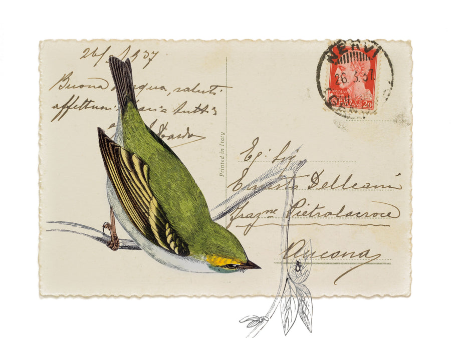Postcard Bird I Mural Wallpaper