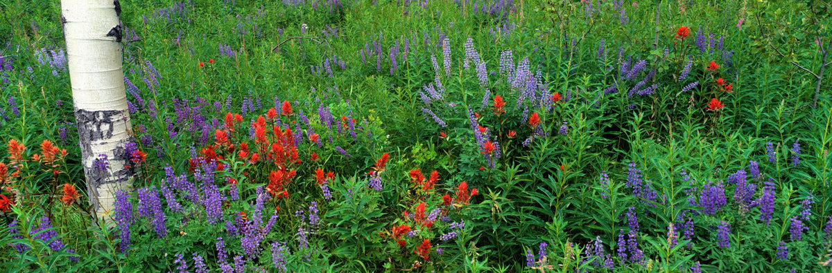 Yellowstone Wildflower Mural Wallpaper - pure wallpaper artwork