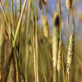 Golden Meadow Mural Wallpaper - pure wallpaper artwork