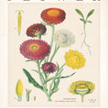 Flower Market Chart I Mural Wallpaper - pure wallpaper artwork