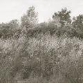 Meadow Whisper, Olive Mural Wallpaper - pure wallpaper artwork