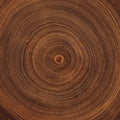 Timber Core Mural Wallpaper - pure wallpaper artwork
