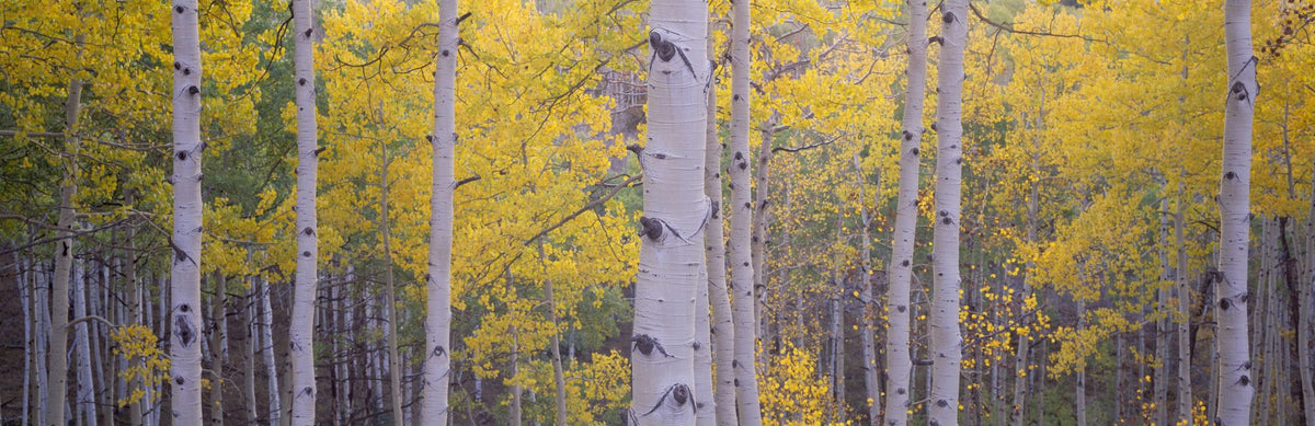 Golden Birch Forest Mural Wallpaper - pure wallpaper artwork