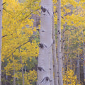 Golden Birch Forest Mural Wallpaper - pure wallpaper artwork