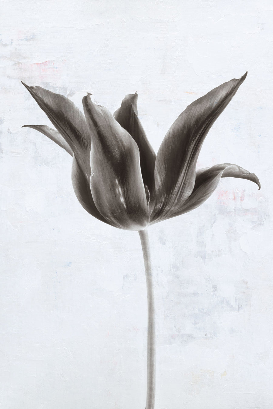 Sepia Tulip II Mural Wallpaper