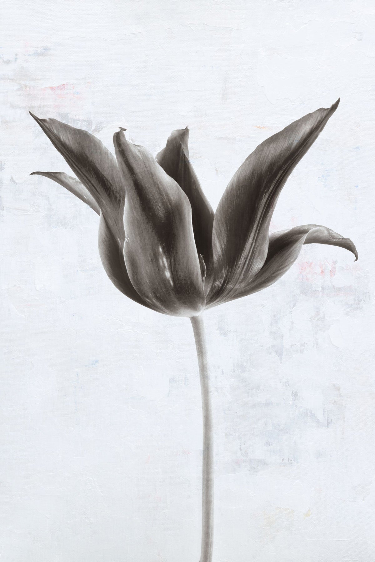 Sepia Tulip II Mural Wallpaper - pure wallpaper artwork