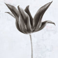 Sepia Tulip II Mural Wallpaper - pure wallpaper artwork