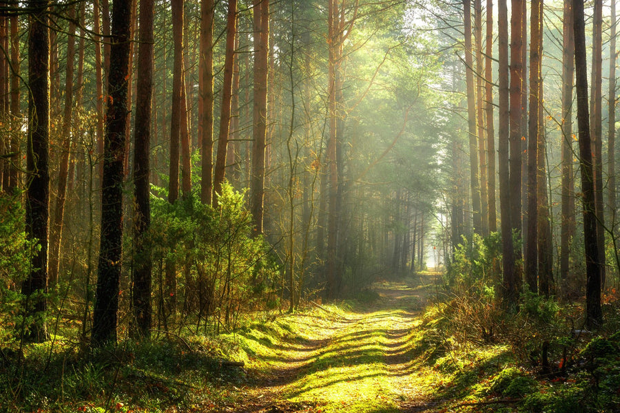 Forest Wallpaper Mural – Woodland Wall Mural – Silent Forest Road printable artwork