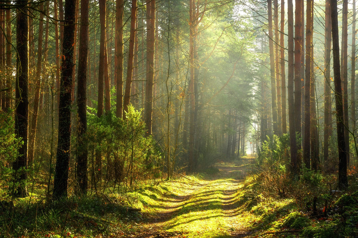 Silent Forest Road Mural Wallpaper - pure wallpaper artwork