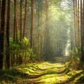 Silent Forest Road Mural Wallpaper - pure wallpaper artwork