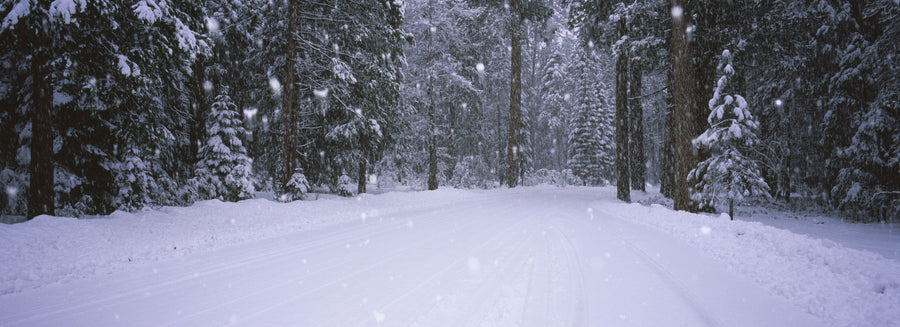 Winter Trail Mural Wallpaper