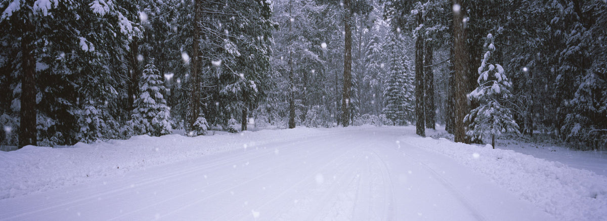 Winter Trail Mural Wallpaper - pure wallpaper artwork