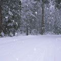 Winter Trail Mural Wallpaper - pure wallpaper artwork