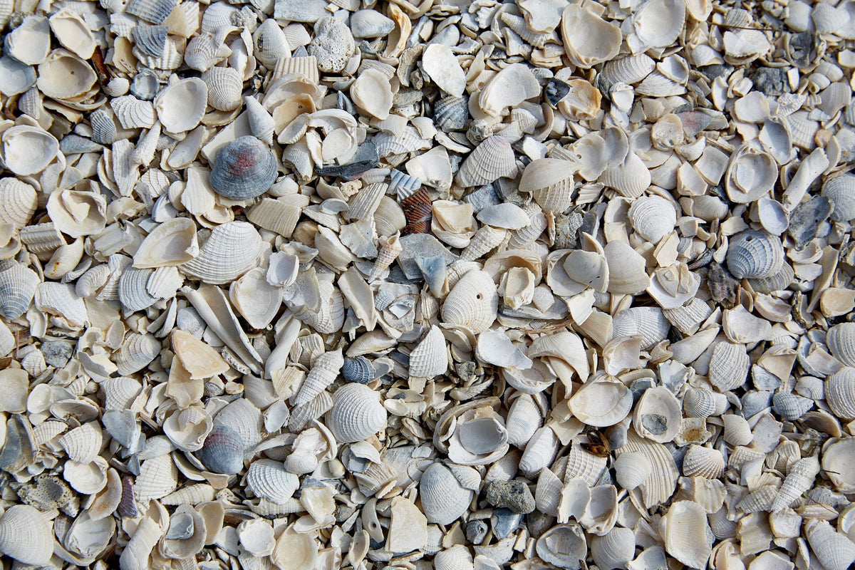 Fort Myers Sea Shells Mural Wallpaper - pure wallpaper artwork