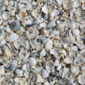 Fort Myers Sea Shells Mural Wallpaper - pure wallpaper artwork