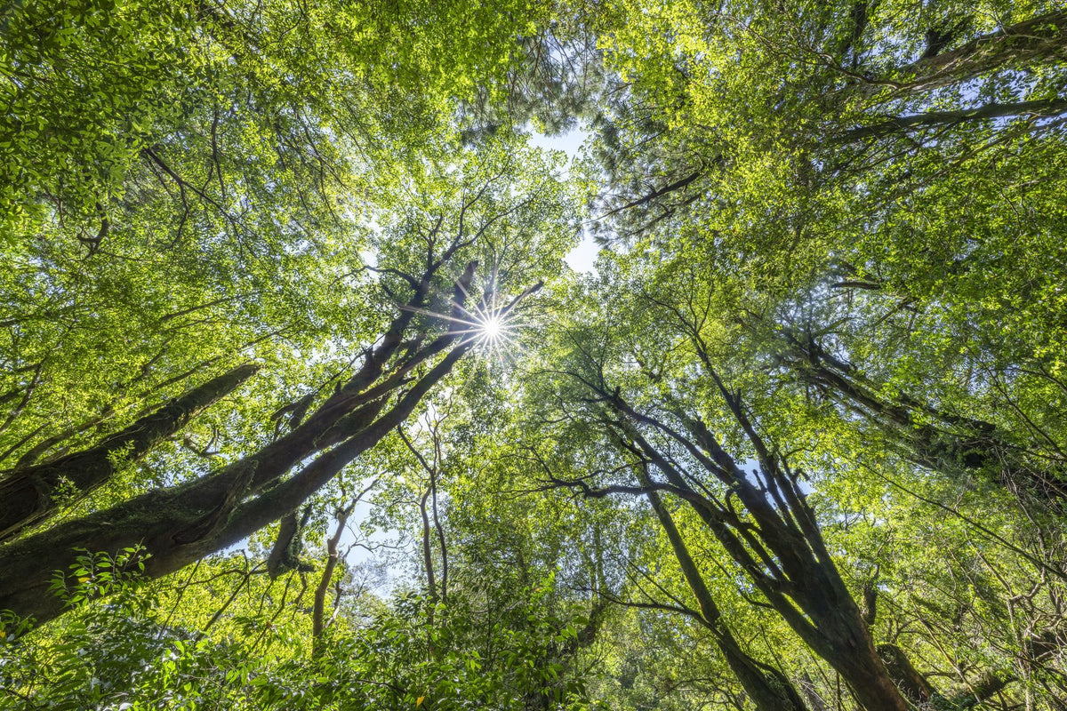 Unsuikyo Treetops Mural Wallpaper - pure wallpaper artwork