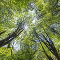 Unsuikyo Treetops Mural Wallpaper - pure wallpaper artwork