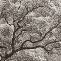 Koi No Ki Mural Wallpaper - pure wallpaper artwork
