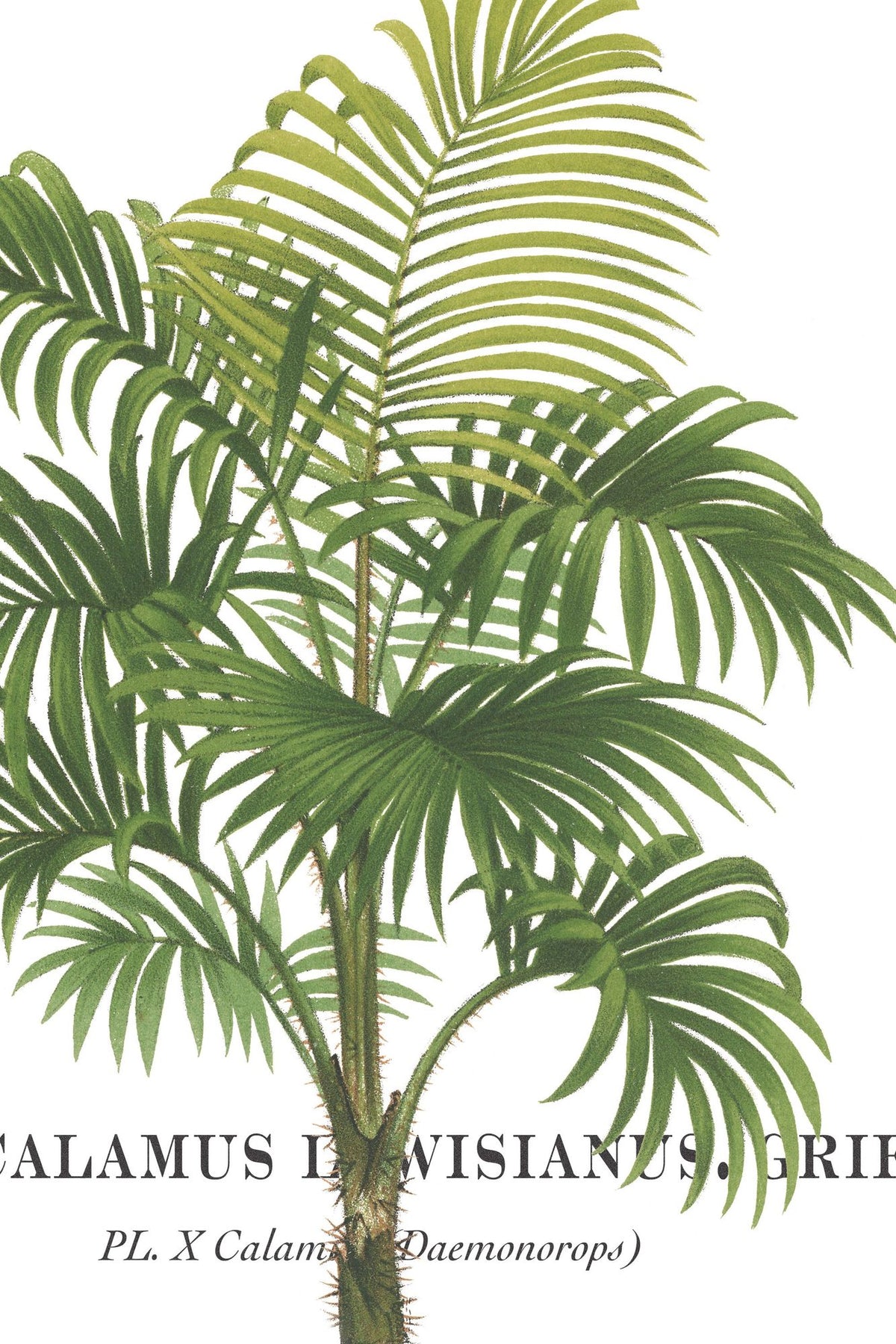 Riviera Palms I Mural Wallpaper - pure wallpaper artwork