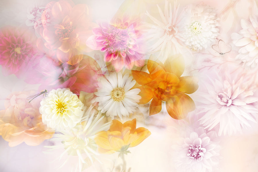Ethereal Dahlias Mural Wallpaper