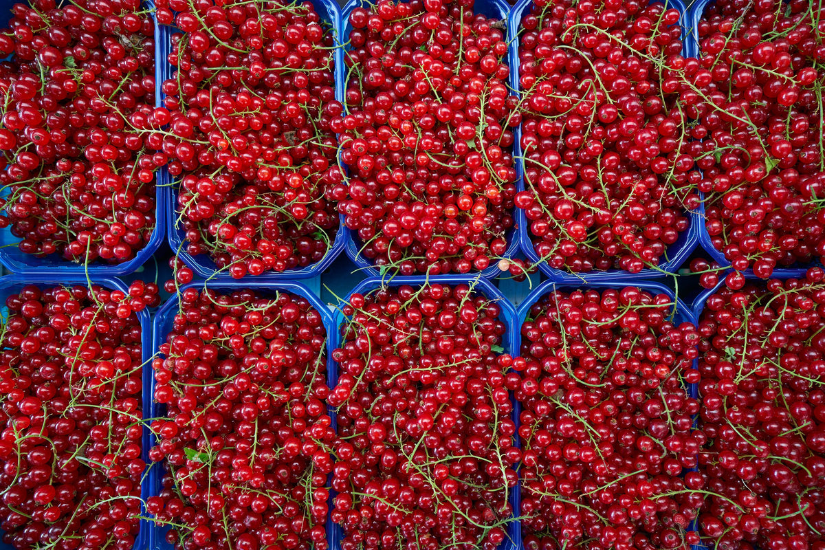 Berry Harvest Mural Wallpaper - pure wallpaper artwork