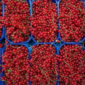 Berry Harvest Mural Wallpaper - pure wallpaper artwork