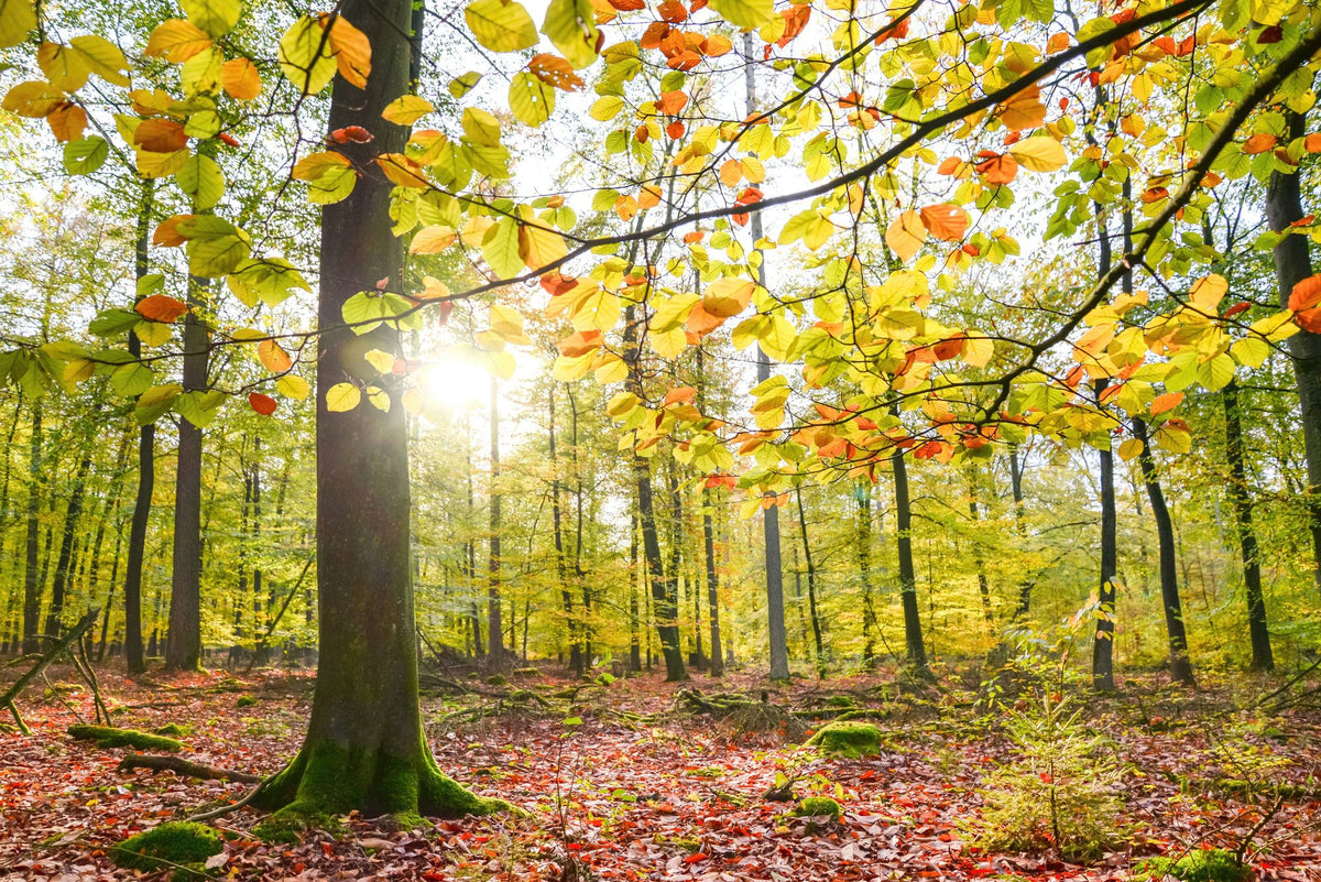 Autumn Sun Mural Wallpaper - pure wallpaper artwork