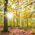 Autumn Sun Mural Wallpaper - pure wallpaper artwork