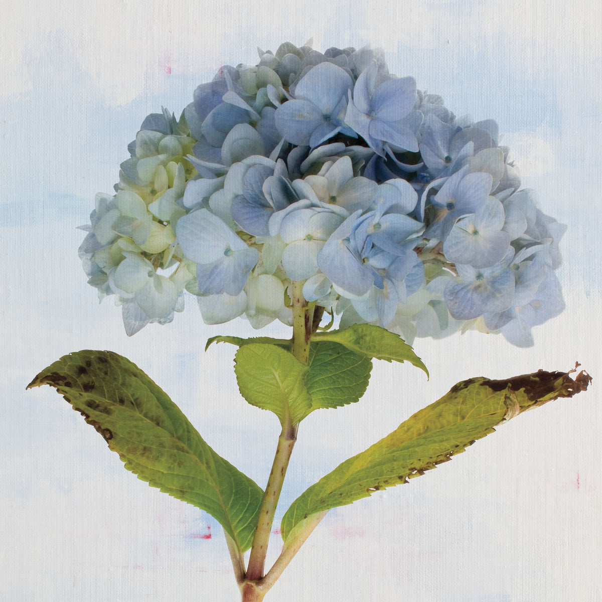 Blue Hydrangea Mural Wallpaper - pure wallpaper artwork