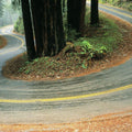 Serpentine Forest Mural Wallpaper - pure wallpaper artwork