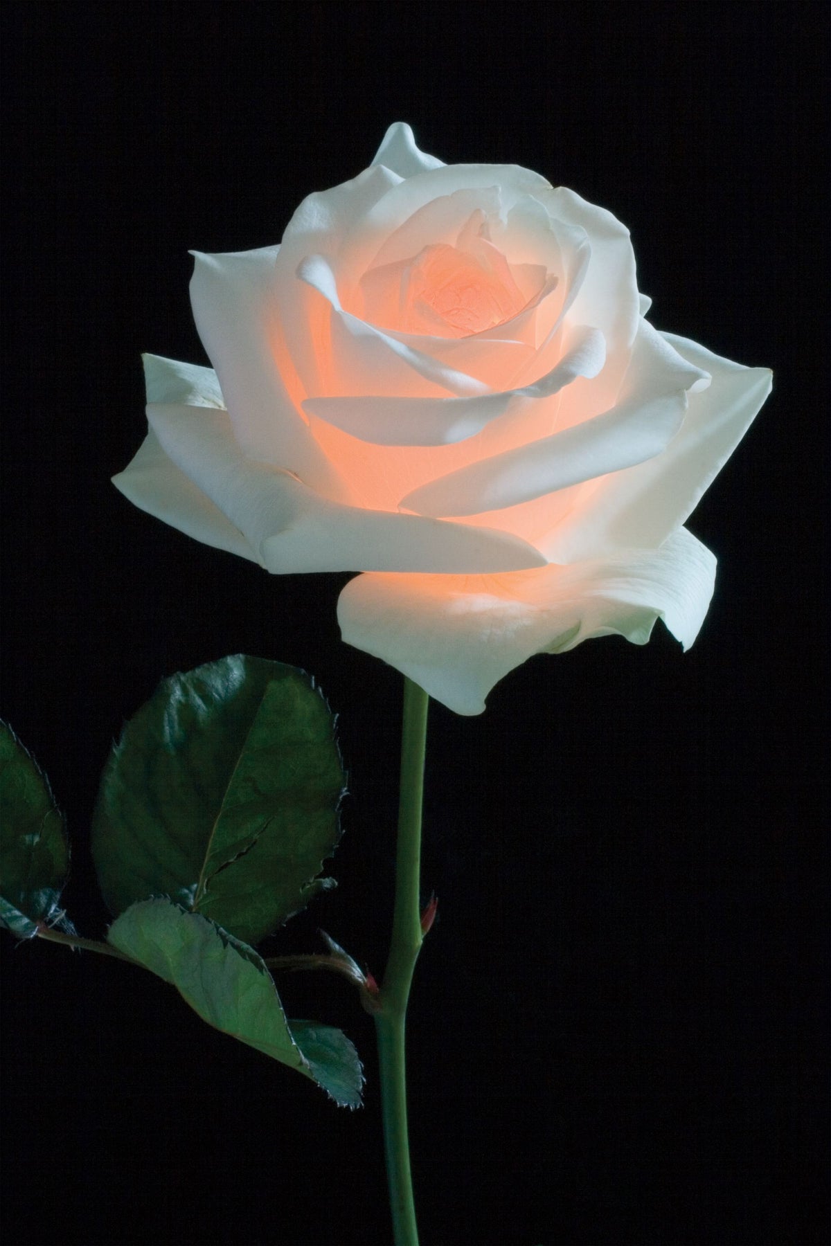 Rose Light Mural Wallpaper - pure wallpaper artwork