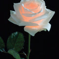 Rose Light Mural Wallpaper - pure wallpaper artwork