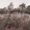Meadow Whisper, Fall Red Mural Wallpaper - pure wallpaper artwork