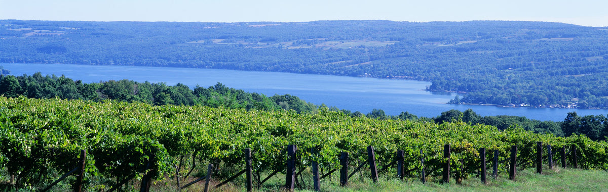 Vineyard Vista Mural Wallpaper - pure wallpaper artwork