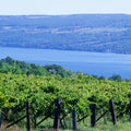 Vineyard Vista Mural Wallpaper - pure wallpaper artwork