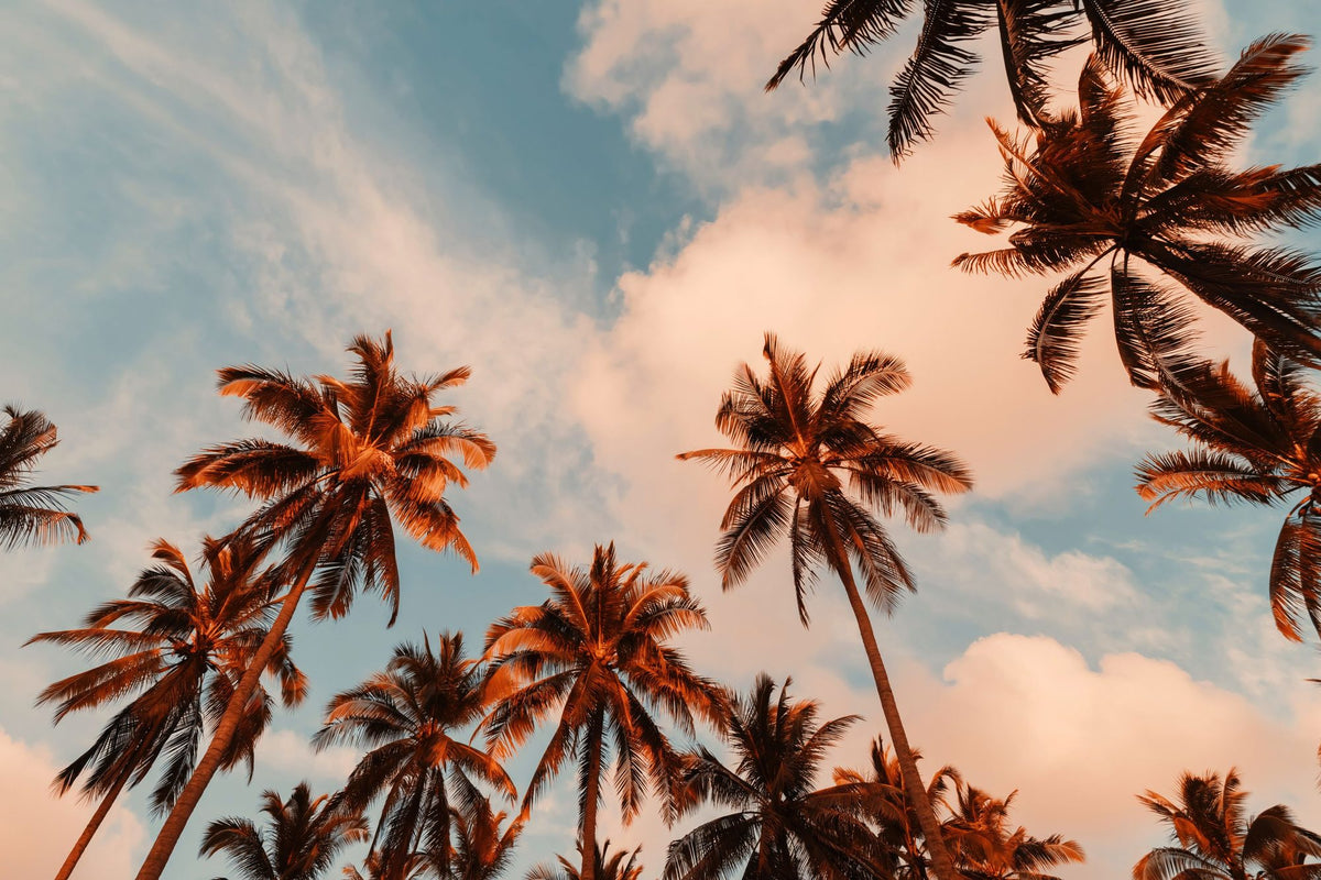 Golden Hour Palms Mural Wallpaper - pure wallpaper artwork