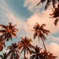 Golden Hour Palms Mural Wallpaper - pure wallpaper artwork