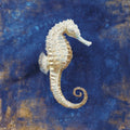 Treasures From the Sea Indigo I Mural Wallpaper - pure wallpaper artwork