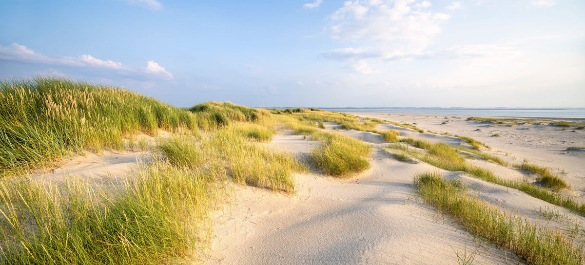 Beach Grass Dunes Mural Wallpaper - pure wallpaper artwork