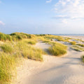 Beach Grass Dunes Mural Wallpaper - pure wallpaper artwork