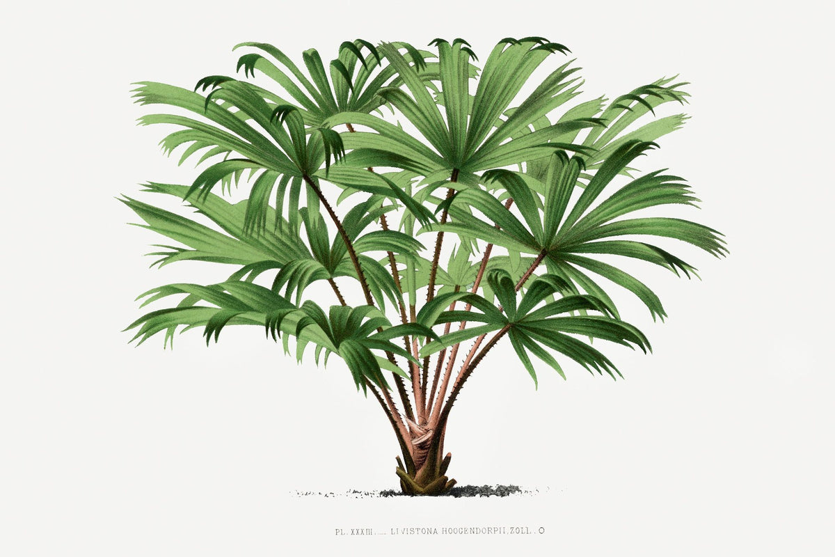 Vintage Palm Tree III Mural Wallpaper - pure wallpaper artwork